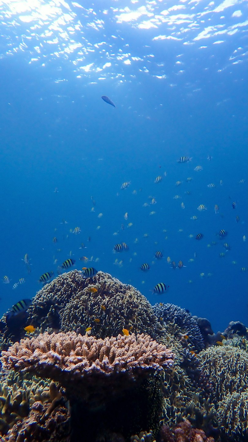 Ikan belang-belang dan kuning berenang di sekitar terumbu karang.